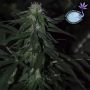 Banana Mass Feminized by Emerald Triangle THC Content Potency Strength CBD Height Yield Flowering Time Indica Sativa Genetics