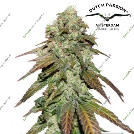 CBD Mazar Feminized Marijuana Strain by Dutch Passion For Sale Online at Cannabis Seeds Outlet