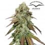 CBD Mazar Feminized Marijuana Strain by Dutch Passion For Sale Online at Cannabis Seeds Outlet
