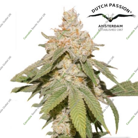 SFV OG Auto Feminized Marijuana Strain by Dutch Passion For Sale Online at Cannabis Seeds Outlet