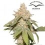SFV OG Auto Feminized Marijuana Strain by Dutch Passion For Sale Online at Cannabis Seeds Outlet
