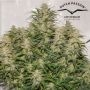 SFV OG Auto Feminized by Dutch Passion THC Content Potency Strength CBD Height Yield Flowering Time Indica Sativa Genetics
