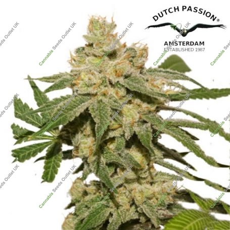 Oh My Gusher Auto Feminized Marijuana Strain by Dutch Passion For Sale Online at Cannabis Seeds Outlet