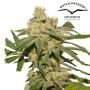 Oh My Gusher Auto Feminized Marijuana Strain by Dutch Passion For Sale Online at Cannabis Seeds Outlet