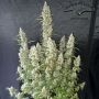 Dutch Passion Oh My Gusher Auto Smoke Buds Weed Ganja Skunk Dope Pot Images Pics Nuggets