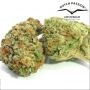 Oh My Gusher Auto Feminized by Dutch Passion THC Content Potency Strength CBD Height Yield Flowering Time Indica Sativa Genetics