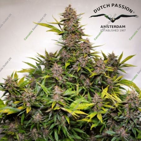 Forbidden Cherry Auto Feminized Marijuana Strain by Dutch Passion For Sale Online at Cannabis Seeds Outlet