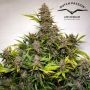 Forbidden Cherry Auto Feminized Marijuana Strain by Dutch Passion For Sale Online at Cannabis Seeds Outlet