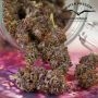 Dutch Passion Forbidden Cherry Auto Smoke Buds Weed Ganja Skunk Dope Pot Images Pics Nuggets