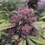 Forbidden Cherry Auto Feminized by Dutch Passion THC Content Potency Strength CBD Height Yield Flowering Time Indica Sativa Gene