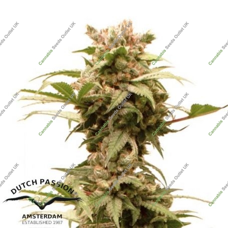 CBG Force Auto Feminized Marijuana Strain by Dutch Passion For Sale Online at Cannabis Seeds Outlet