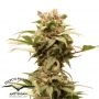 CBG Force Auto Feminized Marijuana Strain by Dutch Passion For Sale Online at Cannabis Seeds Outlet