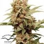 Dutch Passion CBG Force Auto Smoke Buds Weed Ganja Skunk Dope Pot Images Pics Nuggets