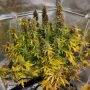CBG Force Auto Feminized by Dutch Passion THC Content Potency Strength CBD Height Yield Flowering Time Indica Sativa Genetics