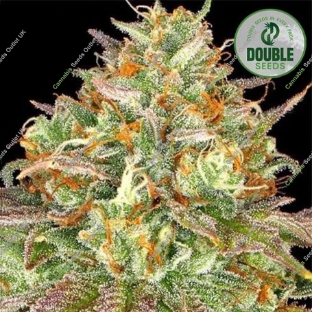 Wedding Cake Feminized Marijuana Strain by Double Seeds For Sale Online at Cannabis Seeds Outlet