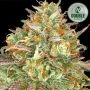 Wedding Cake Feminized Marijuana Strain by Double Seeds For Sale Online at Cannabis Seeds Outlet