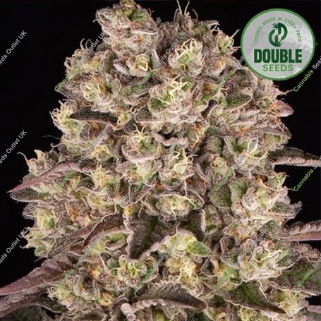 Runtz Feminized Marijuana Strain by Double Seeds For Sale Online at Cannabis Seeds Outlet