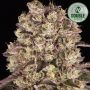 Runtz Feminized Marijuana Strain by Double Seeds For Sale Online at Cannabis Seeds Outlet
