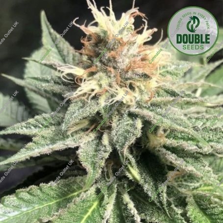 Quick Bud Feminized Marijuana Strain by Double Seeds For Sale Online at Cannabis Seeds Outlet