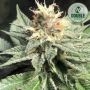 Quick Bud Feminized Marijuana Strain by Double Seeds For Sale Online at Cannabis Seeds Outlet