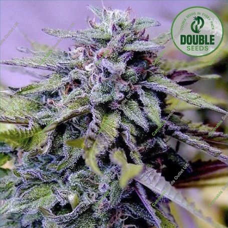 Granddaddy Purple Feminized Marijuana Strain by Double Seeds For Sale Online at Cannabis Seeds Outlet