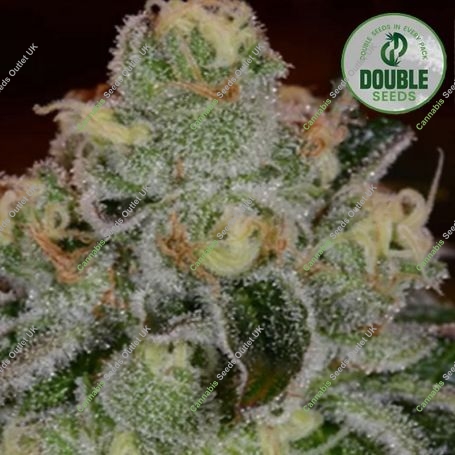 Girl Scout Cookies Auto Feminized Marijuana Strain by Double Seeds For Sale Online at Cannabis Seeds Outlet