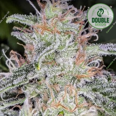 Blue Dream Auto Feminized Marijuana Strain by Double Seeds For Sale Online at Cannabis Seeds Outlet
