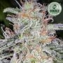 Blue Dream Auto Feminized Marijuana Strain by Double Seeds For Sale Online at Cannabis Seeds Outlet