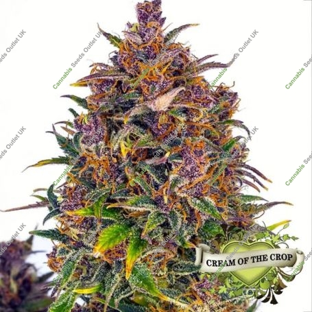 Jealousy Auto Feminized Marijuana Strain by Cream of the Crop For Sale Online at Cannabis Seeds Outlet
