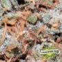Jealousy Auto Feminized by Cream of the Crop THC Content Potency Strength CBD Height Yield Flowering Time Indica Sativa Genetics