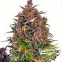 Jealousy Feminized Marijuana Strain by Cream of the Crop For Sale Online at Cannabis Seeds Outlet