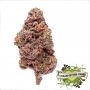 Cream of the Crop Biscotti Auto Smoke Buds Weed Ganja Skunk Dope Pot Images Pics Nuggets