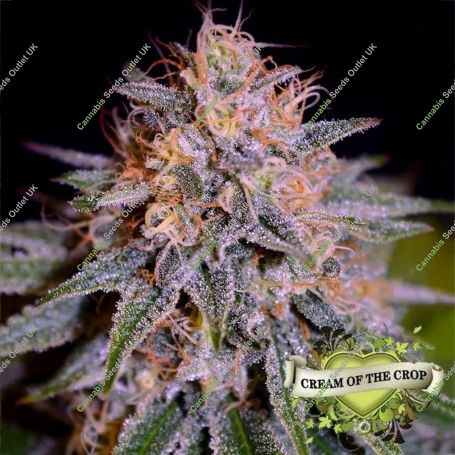 Biscotti Auto Feminized Marijuana Strain by Cream of the Crop For Sale Online at Cannabis Seeds Outlet