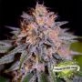 Biscotti Auto Feminized Marijuana Strain by Cream of the Crop For Sale Online at Cannabis Seeds Outlet