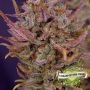 Biscotti Auto Feminized by Cream of the Crop THC Content Potency Strength CBD Height Yield Flowering Time Indica Sativa Genetics