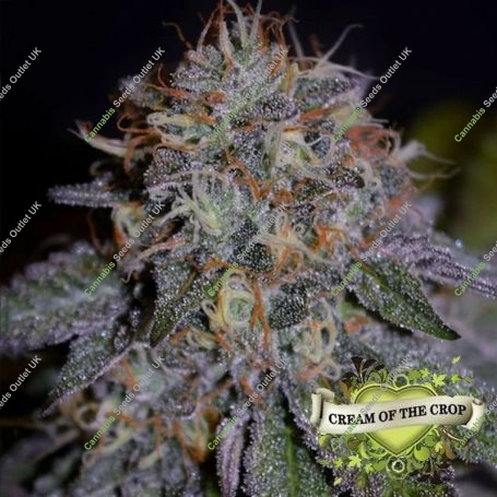 Biscotti Feminized Marijuana Strain by Cream of the Crop For Sale Online at Cannabis Seeds Outlet