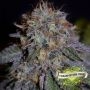 Biscotti Feminized Marijuana Strain by Cream of the Crop For Sale Online at Cannabis Seeds Outlet