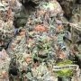 Cream of the Crop Biscotti Smoke Buds Weed Ganja Skunk Dope Pot Images Pics Nuggets