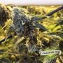 Biscotti Feminized by Cream of the Crop THC Content Potency Strength CBD Height Yield Flowering Time Indica Sativa Genetics