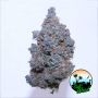Cali Weed Pink Runtz Auto Smoke Buds Weed Ganja Skunk Dope Pot Images Pics Nuggets
