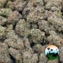 Pink Runtz Auto Feminized by Cali Weed THC Content Potency Strength CBD Height Yield Flowering Time Indica Sativa Genetics