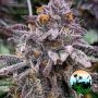 Pink Runtz Auto Feminized Marijuana Strain by Cali Weed For Sale Online at Cannabis Seeds Outlet