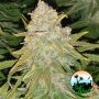 Hulk Smash Feminized Marijuana Strain by Cali Weed For Sale Online at Cannabis Seeds Outlet