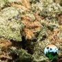 Hulk Smash Feminized by Cali Weed THC Content Potency Strength CBD Height Yield Flowering Time Indica Sativa Genetics