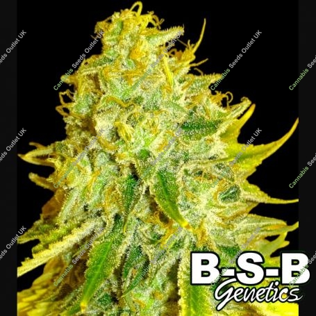 Watermelon Zkittles BSB Genetics Marijuana Strain by BSB Genetics For Sale Online at Cannabis Seeds Outlet