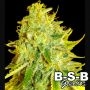 Watermelon Zkittles BSB Genetics Marijuana Strain by BSB Genetics For Sale Online at Cannabis Seeds Outlet