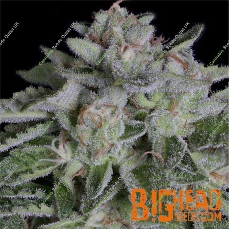 Watermelon Zkittelz Feminized Marijuana Strain by Big Head Seeds For Sale Online at Cannabis Seeds Outlet