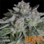 Watermelon Zkittelz Feminized Marijuana Strain by Big Head Seeds For Sale Online at Cannabis Seeds Outlet