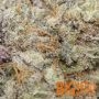 Watermelon Zkittelz Feminized by Big Head Seeds THC Content Potency Strength CBD Height Yield Flowering Time Indica Sativa Genet