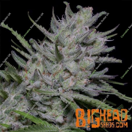 Superfast Auto Feminized Marijuana Strain by Big Head Seeds For Sale Online at Cannabis Seeds Outlet